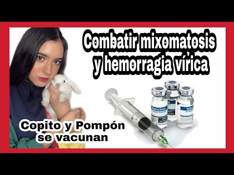 , title : 'VACUNAS en conejos💉Se vacunan los CONEJOS🐰[vlog3] ⚠️MIXOMATOSIS conejos/HEMORRAGIA VÍRICA en conejos'
