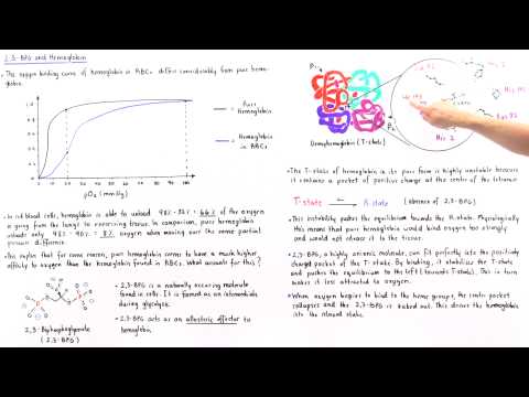 Effect of 2,3-BPG on Hemoglobin
