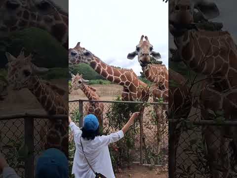 Feeding giraffes in Calauit Safari Park