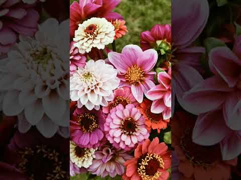 Gunche Lage Hain Kahane | @GaaneApnePurane  #puranegaane #shailendrasingh #flowers #mithun