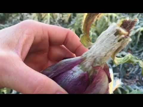 Il gelo brucia i raccolti di carciofi e finocchi in toscana