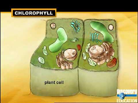 YouTube video about: Which of the following lists characteristics of plants?
