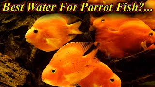 எந்த வகையான தண்ணிரில் Parrot Fish வாழும்? Best Water For Parrot Fish| Bore Water/Fish Aquarium Tamil