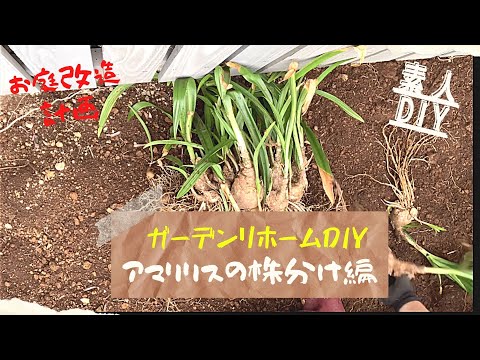 開花のピークを達成するために、鉢の中のアマリリスにうまく水をやる方法は？  庭園