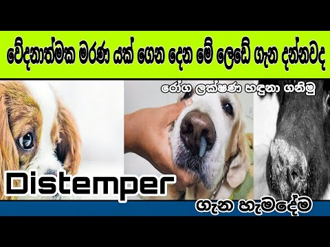 What is this Distermper Sinhala | Canine Distemper in Dog | You neet to know this Distemper