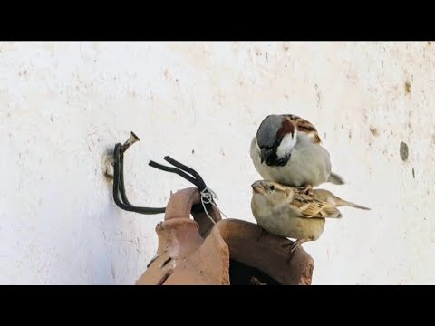 House Sparrows Breeding on it's favorite Clay Nest | Growing Sparrows