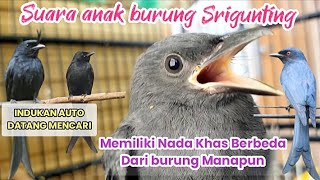 Download lagu Srigunting anakan belajar bunyi||Pikat burung Srigunting ampuh mp3