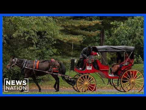 NewsNation: Proposed NYC horse carriage ban is 'radically unconstitutional': Carriage driver