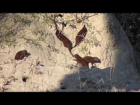 Djuma Dwarf Mongoose at the big termite mound - 07:54- 06/14/19