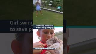 Download lagu A 12-year-old girl from #australia saved her #guineapig from a #snake #itvnews mp3
