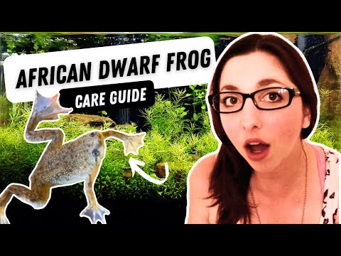 African Dwarf Frog Care, Diet, And Tank Set Up