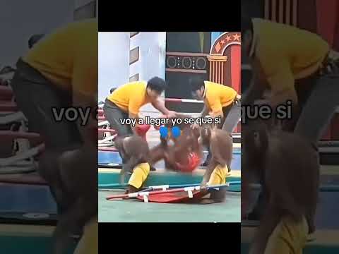 voy a llegar yo sé que si🗣️🗣️ #memes #changos #gorilas