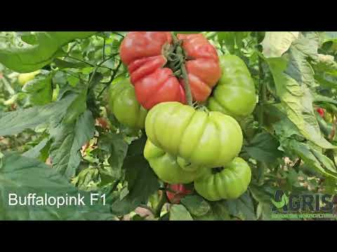 Buffalopink F1 - Cultura de tomate roz în Matca, jud. Galați, fermier Filimon Daniel