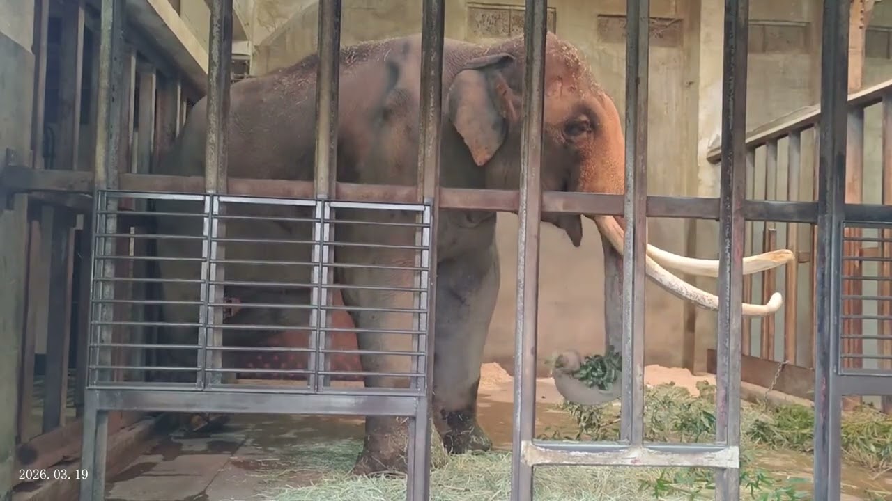 2026.03.19 17:00 マック 閉園（※Tさん撮影）