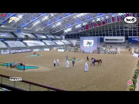 N 266 NAIF AL ZAEEM   9th Qatar National AHS for Individual Owners   Stallions 7 10 Years Old Class