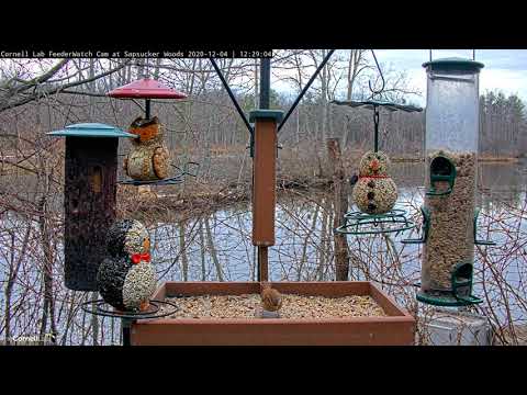 Carolina Wren Samples From Feeder Tray And More At Cornell Feeders – Dec. 4, 2020