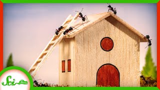 These Voracious Ants Are Their Own Mobile Home