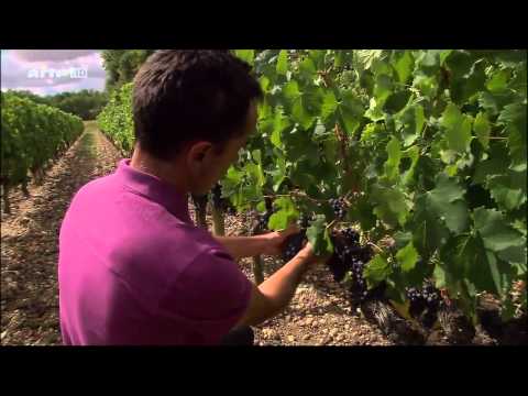 Wein - Eine Wissenschaft für sich - Teil 2