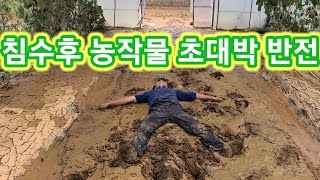 폭우에 망가진후 초초 대박반전 농작물들  장마 물폭탄 솔림농원 텃밭 농부,주말농장,전원일기,사노라면,인간극장…