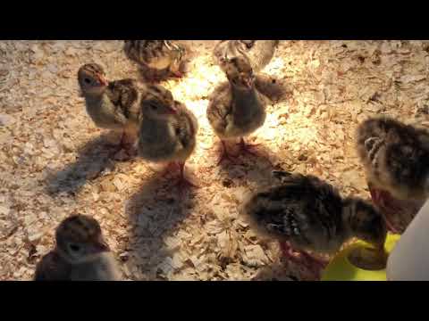 Baby turkeys gobbling
