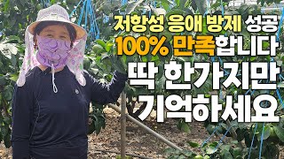 내성 생긴 응애  가장 빠르고 확실한 방제법 제주 감귤 저항성 응애 이렇게 퇴치하세요