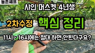 #샤인머스켓재배기술 #1차2차수정지베렐린지베린 #알솎기