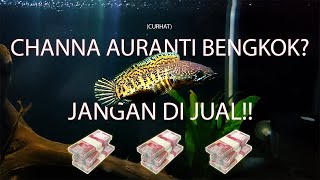 Download lagu Channa Auranti Bengkok? Must watch this!! || Auranti Maculata || #ChannaAuranti #AurantiBengkok mp3
