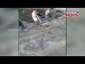 Amarnath Cloudburst Devotees Washed Away In Flash Flood