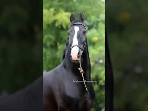 , title : 'Late Stallion Mourya !! #marwaristallion #horselover #viralvideo #ytshorts #marwarihorse'