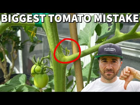 You're Pruning Tomatoes WRONG! This Mistake Will DESTROY Your Harvest!