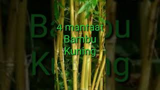 Download lagu Manfaat Bambu Kuning mp3