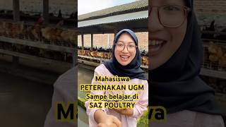 Download lagu #peternakan #ugm #ternakayam #peternakanayam #ternak #foryoupage #fyp mp3