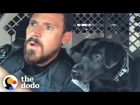 Dog Helps Out Dad At Work Every Single Day | The Dodo