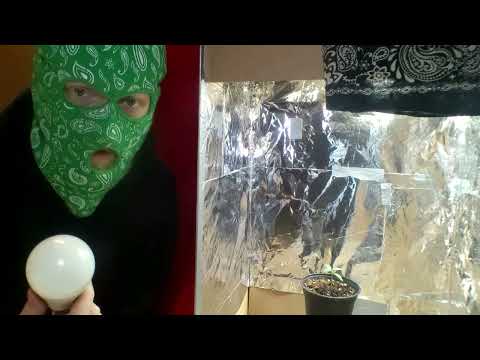 Extreme Budget Grow! Small seedling update. (HOW TO GROW WEED EASILY)