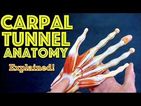 Hand Anatomy - The Carpal Tunnel - Dr Gill