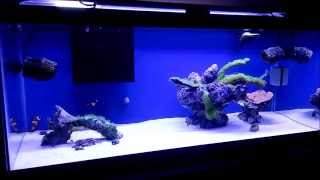How to setup a 20 gallon nano reef tank, Morning on the reef