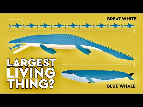 image-What is the biggest animal that is extinct?