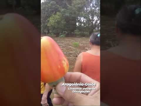 Cajuzinho de Aragoiânia -Goiás