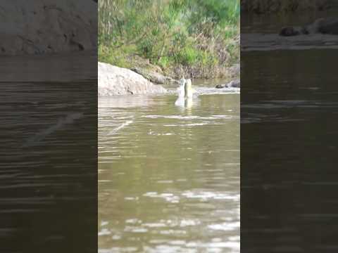 Tiro contra la piedra y pum! lindo Dorado de Santa Elena Entre Ríos , que lindo tenerlo grabado!