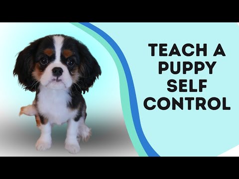 Puppy Impulse Control Game | Teaching a Puppy Self Control Video