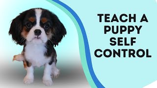 Puppy Impulse Control Game | Teaching a Puppy Self Control Video