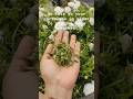 Tips To Make Your Portulaca Bushy N For More Flowering Shortsfeed Youtubeshorts Trending Viral
