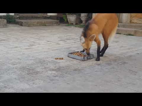 Maned wolf in Brazil Owen Wilson REACTION