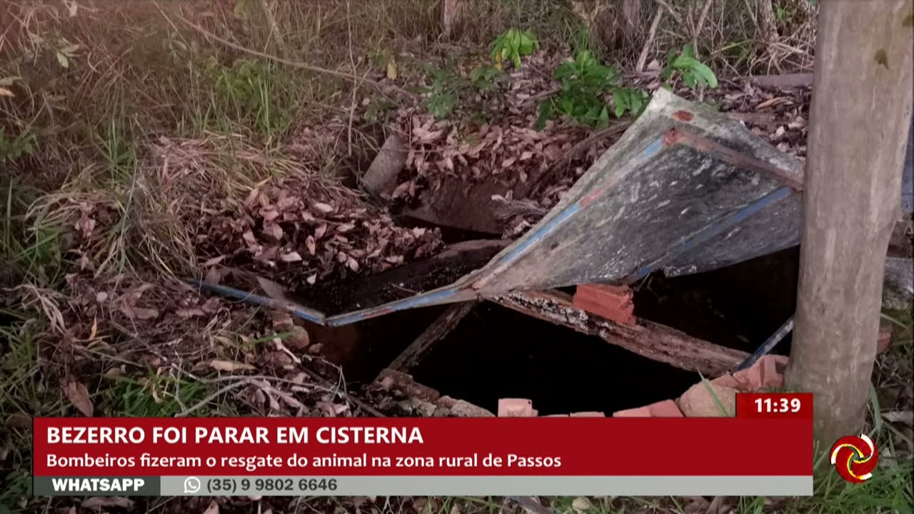 Bezerro cai em cisterna e é resgatado em Passos