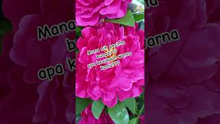 Download lagu Apa kesukaan warna bungamu??? #rimah #suscribe #viral #reels #bunga #pengikut mp3