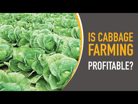 Is Potato Farming Profitable