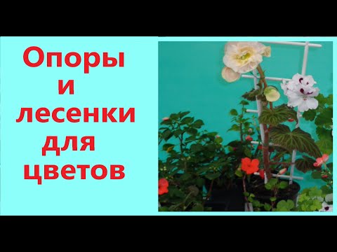 Опоры и лесенки для глоксиний и других цветов.