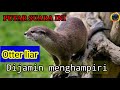Suara Berang Berang Suara Pikat Ampuh Berang Berang Memangil Teman Suara Otter Linsang Sero Lutrinae