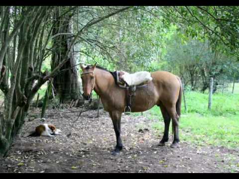 Nelly Omar  - Campo afuera (Milonga) (con acompañamiento de guitarras)