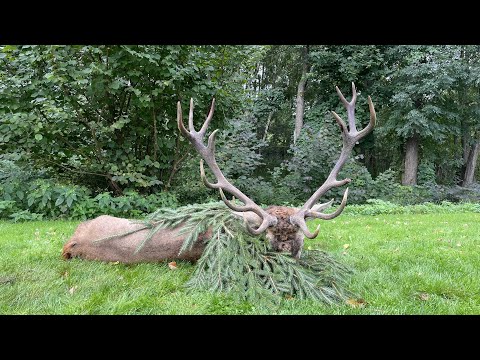 Brunftbetrieb in Masuren - Vierzehnender auf der Strecke